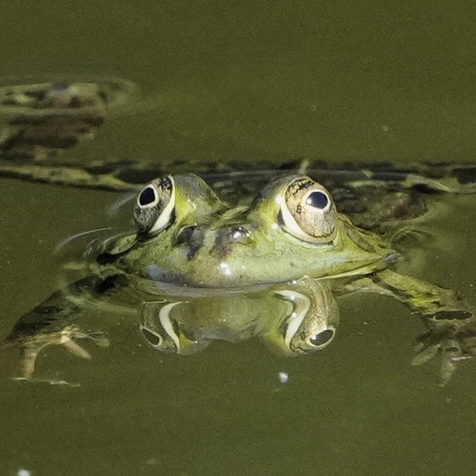 PHOTO COLLECTION: Animals Around the World